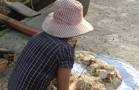 Vừa bị giành mất mối mua cơm thừa, chị T. - một người nuôi heo ở phường Trảng Dài phải mua tạm thân chuối xắt cho heo ăn. Ảnh: TD