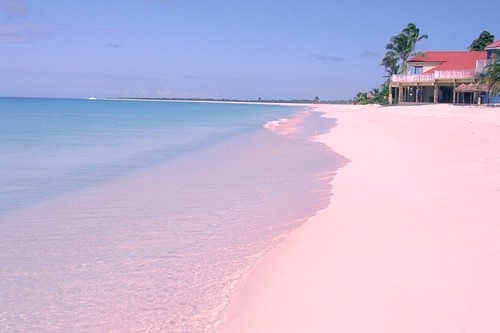 Chiêm ngưỡng những bãi biển màu hồng đẹp mê đắm lòng người - 6
Biển hồng Bermuda:Thuộc quần đảo Bermuda xinh đẹp, vẻ đẹp lãng mạn mà nhẹ nhàng của vịnh biển này đã quyến rũ biết bao du khách mỗi năm. Đến với vịnh Horseshoe, khách du lịch sẽ có cơ hội được ngắm nhìn bãi cát màu hồng nhạt trải dài dọc vịnh, lung linh dưới ánh mặt trời rực rỡ.