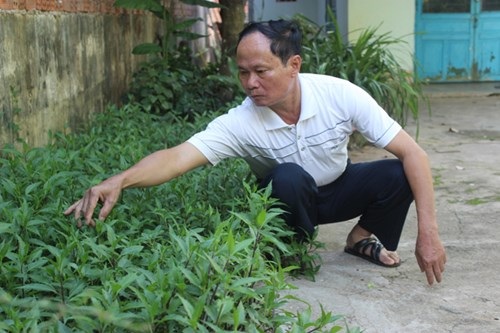 Đi săn rau dại - 1 - ảnh 1