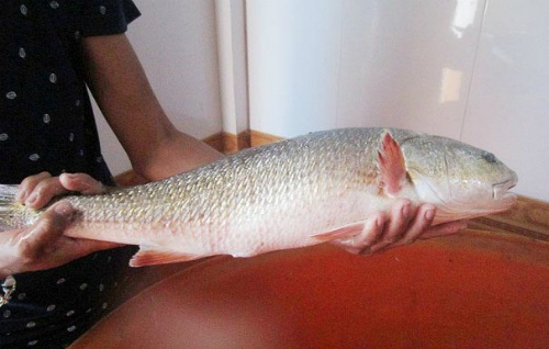 Những loại cá đắt như vàng biến ngư dân thành tỷ phú - 1
Cá sủ vàng là một trong những loại cá đắt nhất Việt Nam