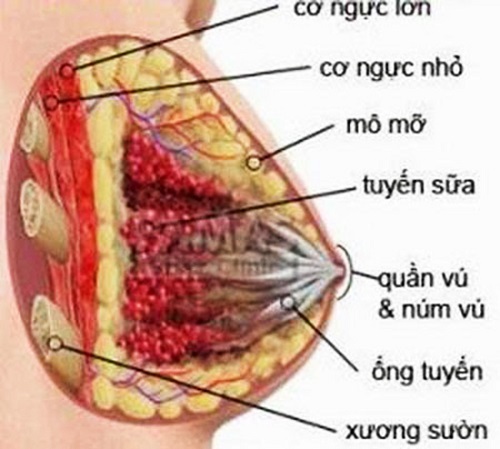 Cách ngừa viêm tuyến vú khi cho con bú - 1 Hình ảnh giải phẫu vú.