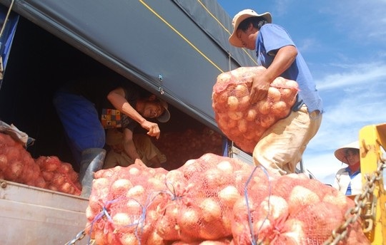 
Hành tây Đà Lạt đang có giá cao ngất ngưỡng
