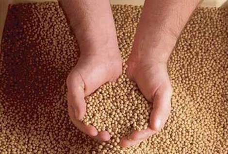 Cấm 5 chất gây ung thư trộn trong thức ăn chăn nuôi - 1 Ảnh minh họa
