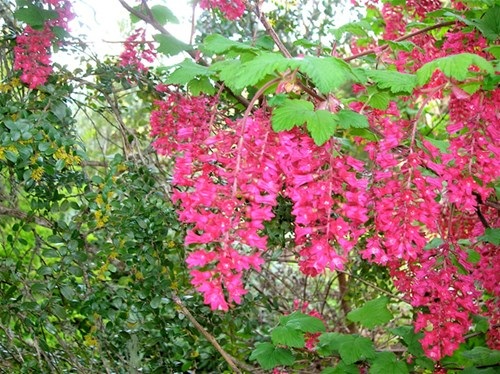 Sự thật về “nho chuỗi ngọc” khiến dân Hà thành phát sốt - 1 Sự thật về “nho chuỗi ngọc” khiến dân Hà thành phát sốt - 1
