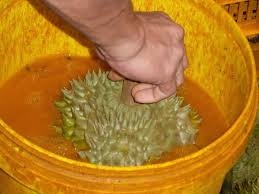 Hoảng vì nhiều thuốc cực độc được dùng để thúc chín và bảo quản trái cây - 1 Hoảng vì nhiều thuốc cực độc được dùng để thúc chín và bảo quản trái cây - 1