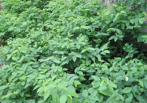 Những loại rau đắt hơn thịt vẫn được săn tìm - 1
Rau ngót rừng và hoa của nó đều rất ngon.