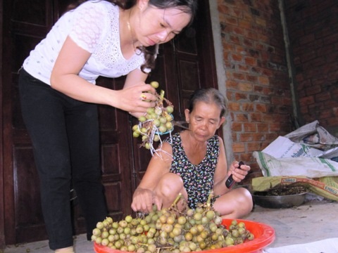 Ồ ạt vào rừng hái quả mây bán sang Trung Quốc - 1 Thương lái Nam Đông thường mua quả mây vừa hái từ rừng để bán sang Trung Quốc