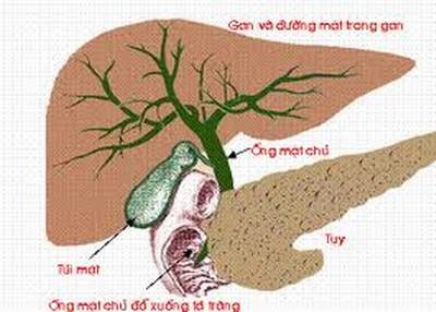 Bệnh viêm gan E liên quan đến mưa lũ - 1 Bệnh viêm gan E liên quan đến mưa lũ - 1