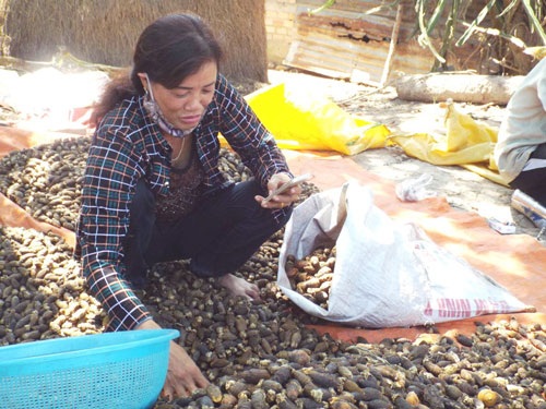 “Sốt” cau non bán sang Trung Quốc - 1 “Sốt” cau non bán sang Trung Quốc - 1