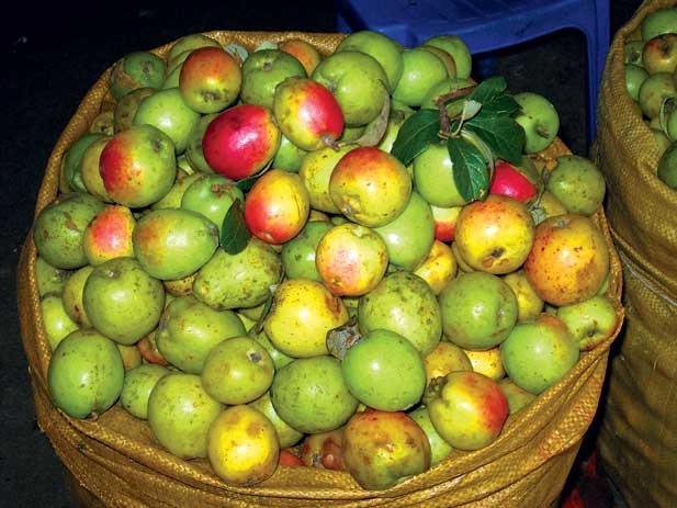 Phân biệt táo mèo chuẩn dựa vào hình dáng và màu sắc bên ngoài Phân biệt táo mèo chuẩn dựa vào hình dáng và màu sắc bên ngoài