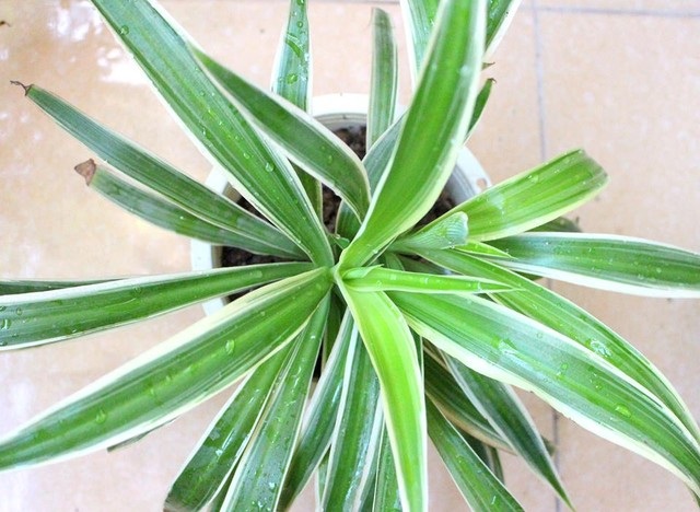 Trồng cây dây nhện làm cảnh mà sạch nhà - 1 - 1