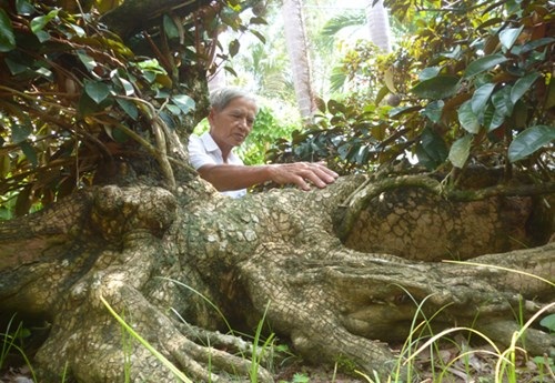 Chiêm ngưỡng cây vú sữa hình tứ linh "độc nhất vô nhị" ở Miền Tây - 1
Ông Nhiên bên cây vú sữa quý hình tứ linh độc đáo