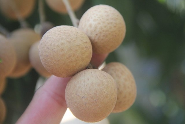 - 10 nhan to 120 nam qua to, ngot sac 50.000 dong/kg - 10