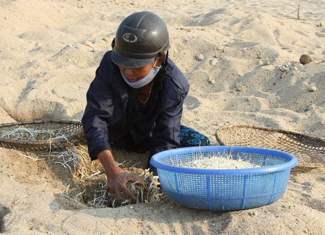 Cánh đồng "khủng" ươm giá sạch bên bờ Trà Khúc - 10
Thu hoạch giá.