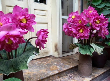 Cuộc sống rực rỡ của nữ giảng viên kiến trúc - 10 Mỗi bông sen có ba lần nở, nếu mình mua được loại chưa nở lần nào, lọ hoa sẽ rất đẹp và tươi lâu”.