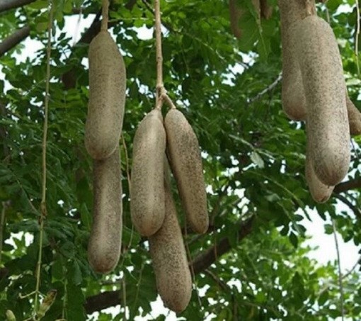 Những giống dưa chuột "quái đản" khiến bà nội trợ mê tít - 10 Những giống dưa chuột "quái đản" khiến bà nội trợ mê tít - 10