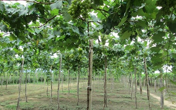 Mãn nhãn với “thiên đường” nho Ninh Thuận - 10 Mãn nhãn với “thiên đường” nho Ninh Thuận - 10