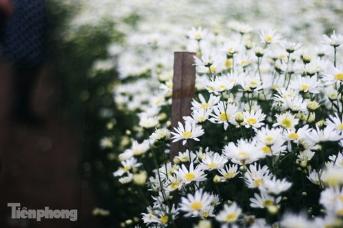 Ngắm thiếu nữ Hà thành đẹp mong manh bên cúc họa mi - 11