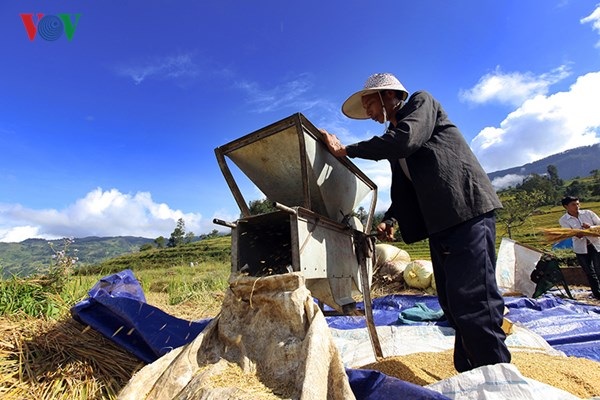 Mùa gặt nơi vùng biên Y Tý - 11 ... rồi quạt thóc... đều được thực hiện ngay trên ruộng