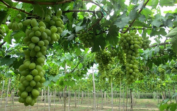 Mãn nhãn với “thiên đường” nho Ninh Thuận - 11 Mãn nhãn với “thiên đường” nho Ninh Thuận - 11