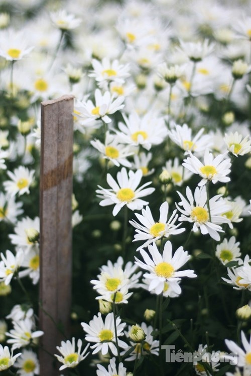 Ngắm thiếu nữ Hà thành đẹp mong manh bên cúc họa mi - 12