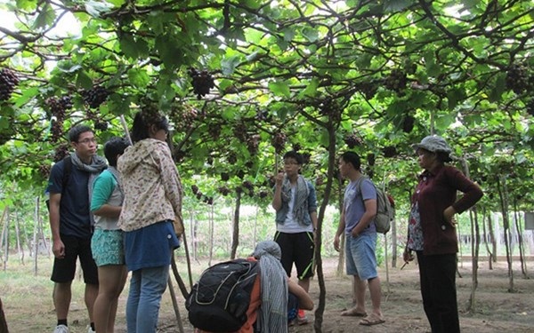 Mãn nhãn với “thiên đường” nho Ninh Thuận - 13 Mãn nhãn với “thiên đường” nho Ninh Thuận - 13