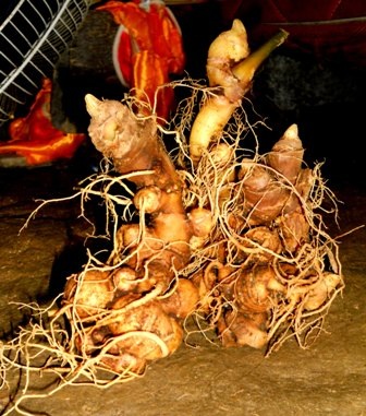 Quảng Nam trình Chính phủ đề án phát triển sâm Ngọc Linh - 1 Quảng Nam trình Chính phủ đề án phát triển sâm Ngọc Linh - 1