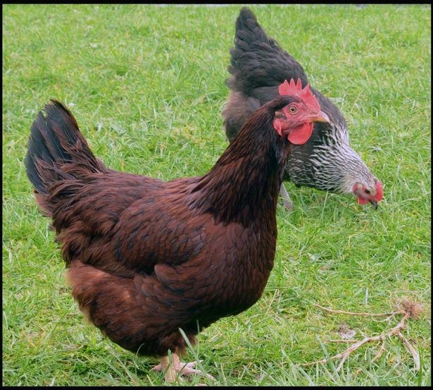 Gà đẻ trứng trong trứng - 2