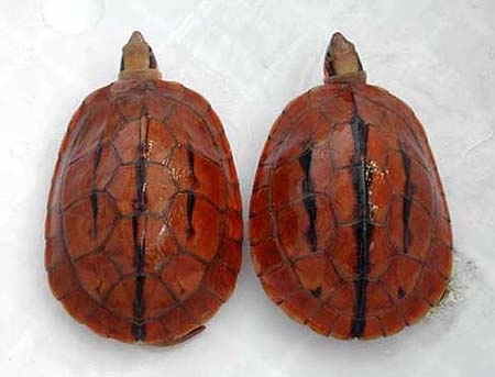 Báu vật rùa vàng 400 triệu đổi đời nông dân miền rừng - 2 Báu vật rùa vàng 400 triệu đổi đời nông dân miền rừng - 2
