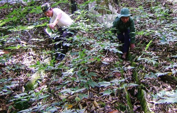 Tỷ phú đại ngàn, bán 20 kg sâm Ngọc Linh mua ôtô xịn - 2 Tỷ phú đại ngàn, bán 20 kg sâm Ngọc Linh mua ôtô xịn - 2
