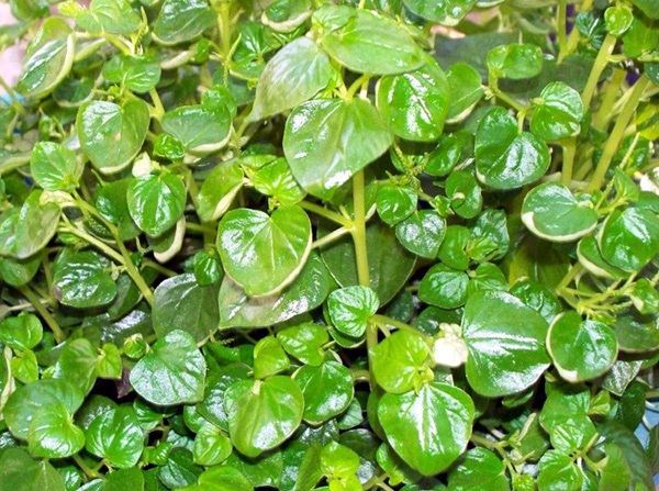 Tẩm bổ yến sào 500 triệu, ăn rau dại đi chuyên cơ - 2
Rau dại càng cua giờ thành đặc sản
