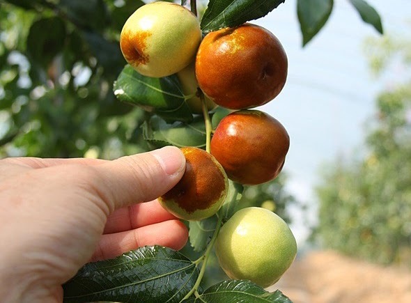 Táo dại Hàn Quốc thâm xỉn như thối 800 ngàn/kg - 2 Táo dại Hàn Quốc thâm xỉn như thối 800 ngàn/kg - 2