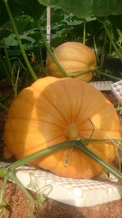 Đến lúc thu hoạch, bí ngô khổng lồ có thể nặng đến cả tạ