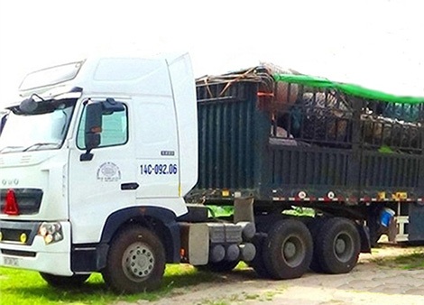 Hiện tượng đào, bán cây thốt nốt ở An Giang: Lợi đâu chẳng thấy… - 2
Một xe tải chất đầy cây thốt nốt chuẩn bị khởi hành.
