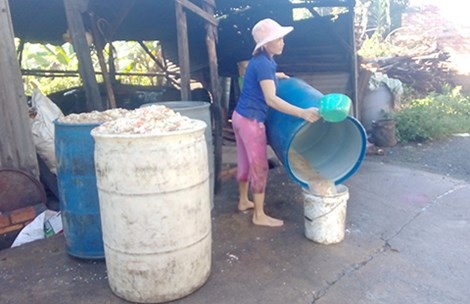 Tìm được một mối cơm thừa để làm thức ăn cho heo là điều không dễ dàng. Ảnh: TD