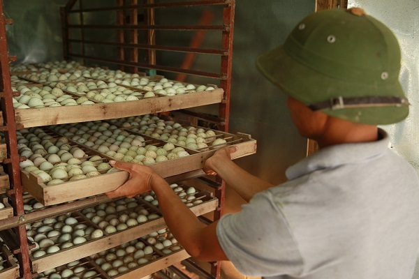 Tỉ phú vịt trời - 2 Ngoài vịt thương phẩm thì đàn vịt đẻ còn cho từ 700 - 800 quả trứng mỗi ngày. Để chủ động nguồn giống cũng như cung cấp cho những nơi khác, anh Cường đã đầu tư một máy ấp trứng với công suất 18.000 quả/tháng, tỉ lệ ấp trứng nở thành công là 92%. Hiện nay, trang trại của anh đã cung cấp giống cho nhiều trang trại nuôi vịt từ Bắc đến Nam.
