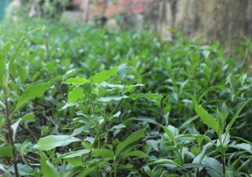 Đi săn rau dại - 2 - ảnh 2