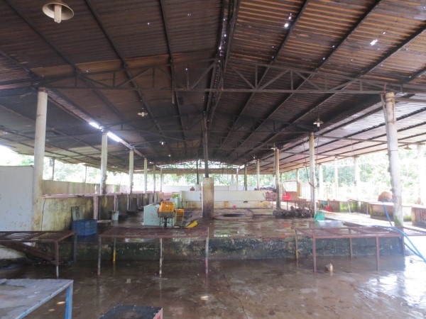 Rợn người với lò mổ tiêm thuốc ngủ, bơm nước vào heo - 2 Rợn người với lò mổ tiêm thuốc ngủ, bơm nước vào heo - 2