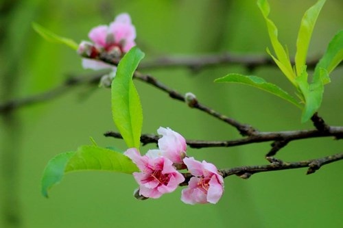 Ngỡ ngàng hoa đào trái vụ đẹp mê hồn ở Tây Bắc - 2 Ngỡ ngàng hoa đào trái vụ đẹp mê hồn ở Tây Bắc - 2