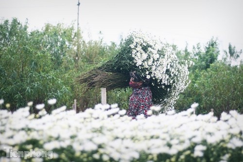 Ngắm thiếu nữ Hà thành đẹp mong manh bên cúc họa mi - 2