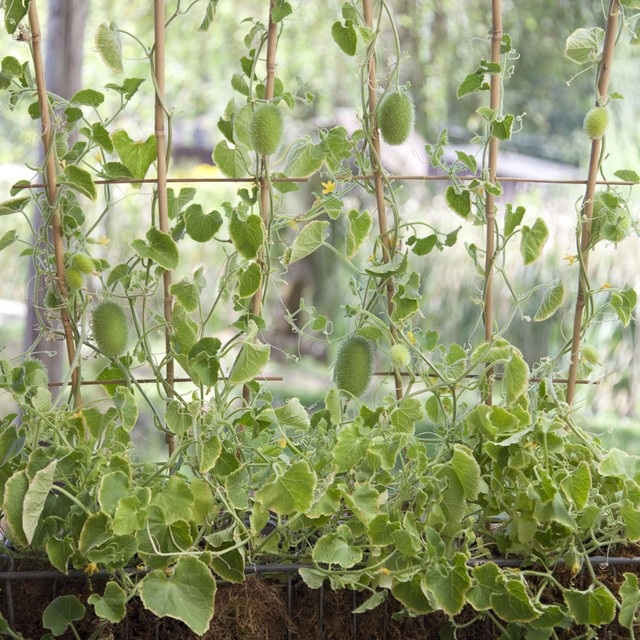 Những giống dưa chuột "quái đản" khiến bà nội trợ mê tít - 2 Những giống dưa chuột "quái đản" khiến bà nội trợ mê tít - 2