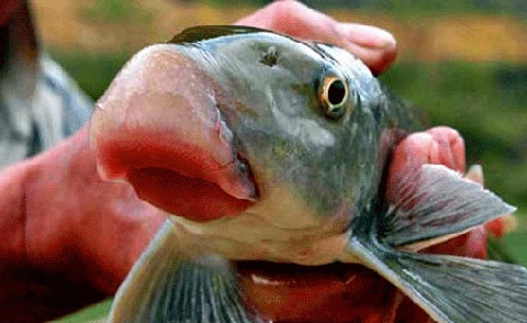 Những loại cá đắt như vàng biến ngư dân thành tỷ phú - 2
Cá anh vũ cũng nằm trong danh sách những loại cá đắt nhất Việt Nam