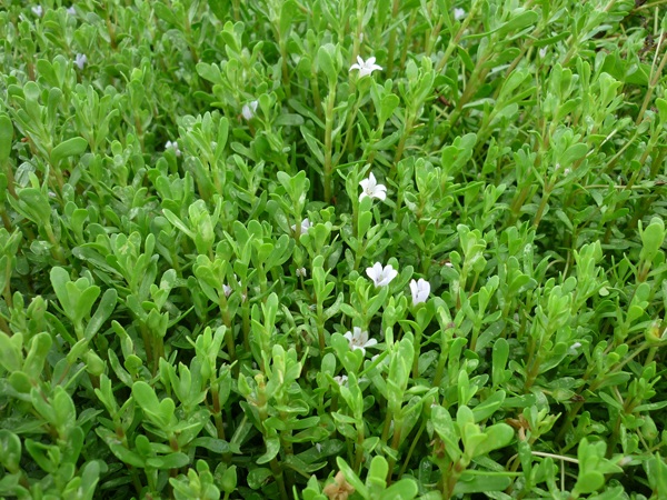 Những loại rau đắt hơn thịt vẫn được săn tìm - 2
Rau đắng biển là đặc sản với cả người dân thành phố.