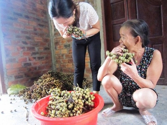 Ồ ạt vào rừng hái quả mây bán sang Trung Quốc - 2 Hạt mây khá chắc nên được thương lái thu mua bán sang Trung Quốc để làm đồ trang sức
