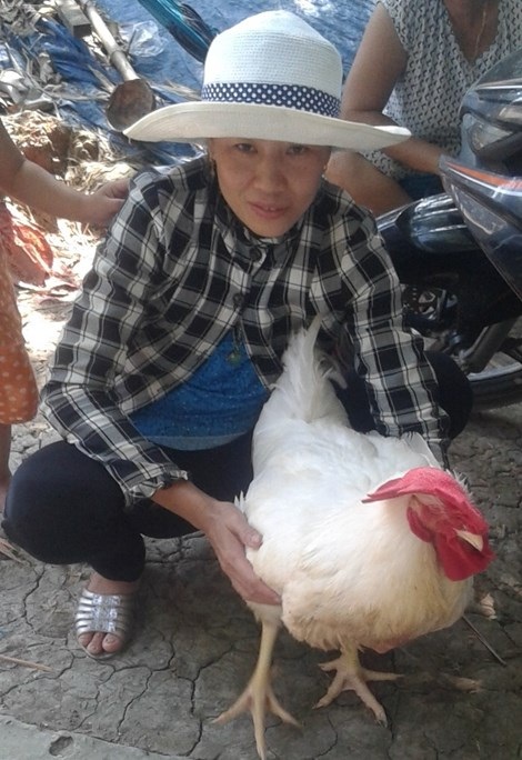 Sự thật về giống gà "lạ" đang tràn về nông thôn - 2
Bà Bảng bên giống gà Dai.