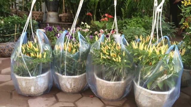Trồng rau củ quả chơi Tết, dễ… mất tiền oan - 2
Ớt tứ quý được bán vài trăm nghìn đồng/chậu vào ngày thường và “cháy hàng” vào dịp Tết Nguyên đán.