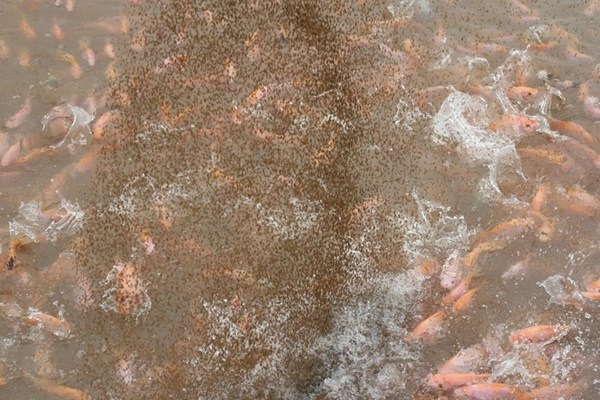 Tỷ phú 25 tuổi với thu nhập khủng 6-7 tỷ đồng - 2 “Ty phu” tuoi 25 voi thu nhap dang kinh ngac tu ca chep gion
