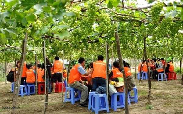 Mãn nhãn với “thiên đường” nho Ninh Thuận - 2 Mãn nhãn với “thiên đường” nho Ninh Thuận - 2