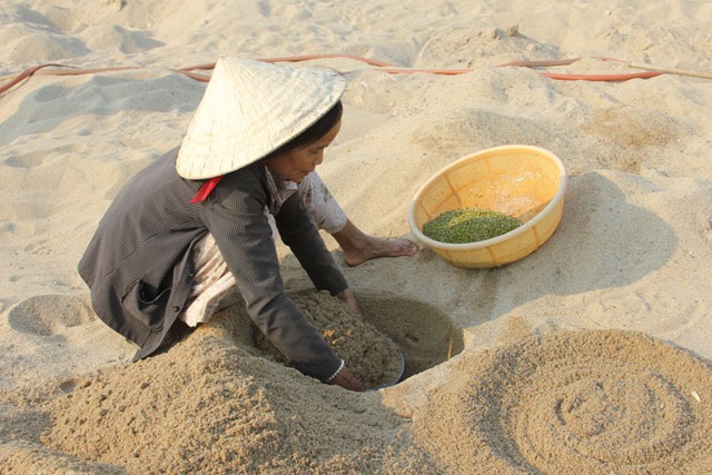 Cánh đồng "khủng" ươm giá sạch bên bờ Trà Khúc - 3 Cánh đồng "khủng" ươm giá sạch bên bờ Trà Khúc - 3