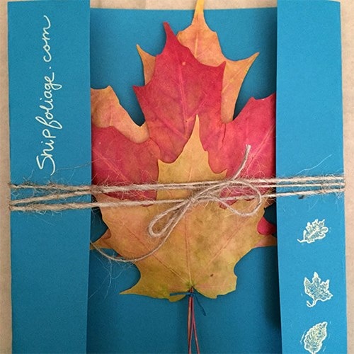 
Mỗi gói sản phẩm do Kyle cung cấp sẽ gồm 3 chiếc lá cây với 3 màu khác nhau là vàng - đỏ - xanh hoặc tùy chọn.
